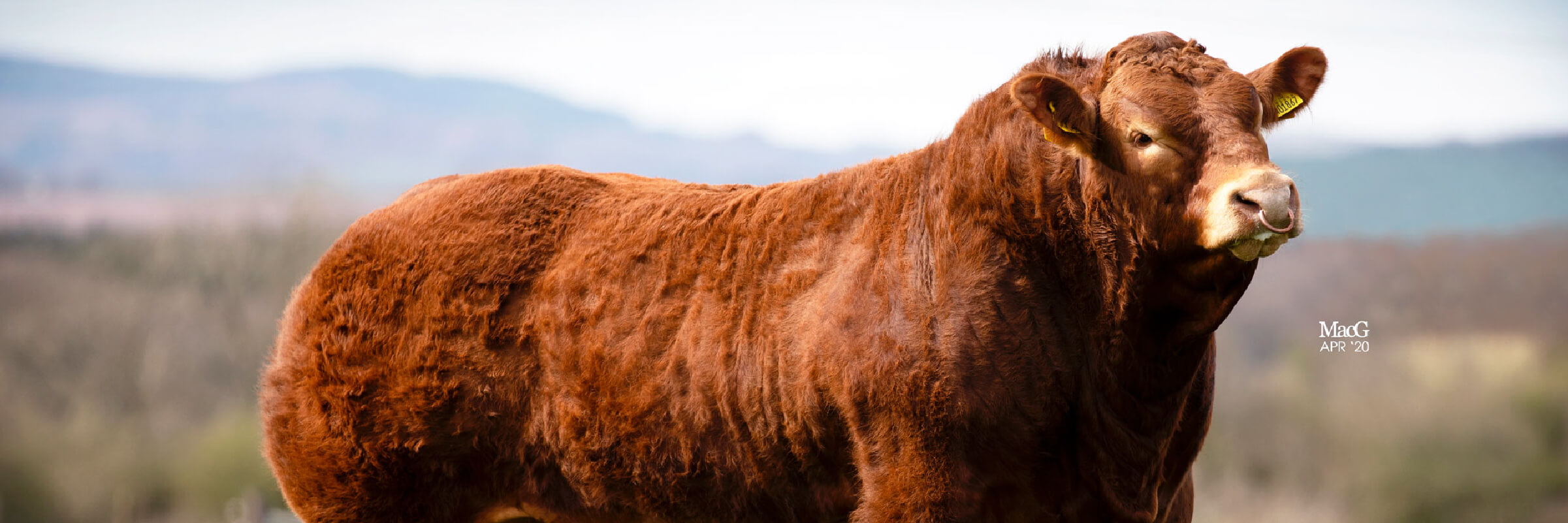 Townfoot Farm, near Dumfries in South West Scotland - Goldies Pedigree ...